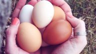 Rozdíly mezi bílými a hnědými slepičími vejci