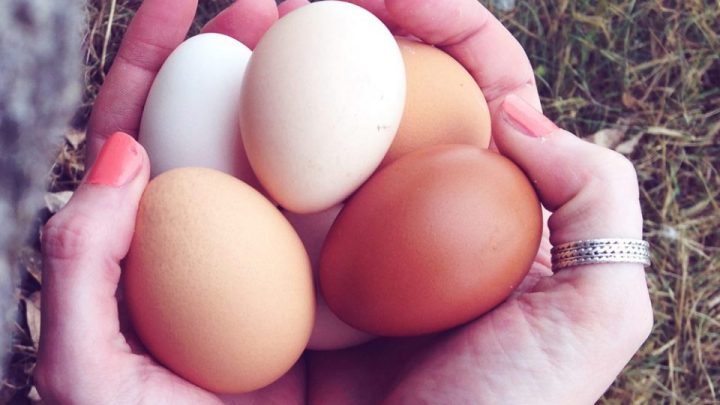 Rozdíly mezi bílými a hnědými slepičími vejci