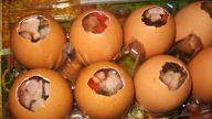 Barevná velikonoční vajíčka se šunkou a kukuřicí