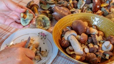 Jak správně zpracovat houby a co z nich uvařit