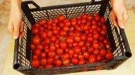 Domácí rajčatový prášek z čerstvých rajčat