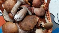 Naložené houby ve slaném nálevu