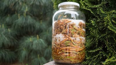 Domácí léčivý sirup z výhonků borovice