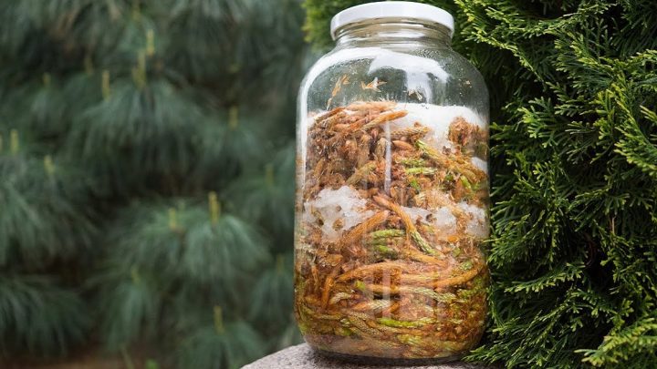 Borovicový sirup jen ze 2 ingrediencí