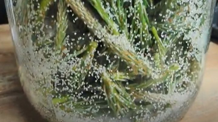 Domácí borovicový sirup jen ze 2 ingrediencí