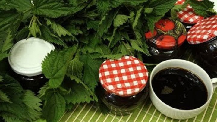 Kopřivový džus jen ze 2 ingrediencí