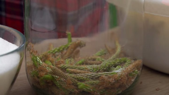 Borovicový sirup jen ze 2 ingrediencí