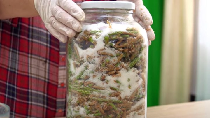 Borovicový sirup jen ze 2 ingrediencí