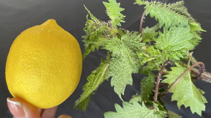 Kopřivový čaj s citronovou šťávou