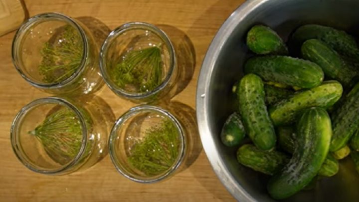 Okurky v medovém nálevu s koprem