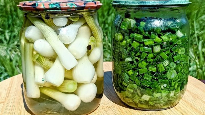 Nakládaná jarní cibulka v octovém nálevu