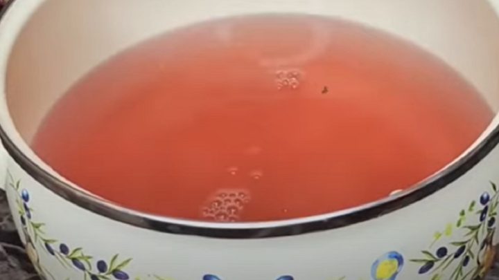 Nakládaná rajčata se švestkami a koprem