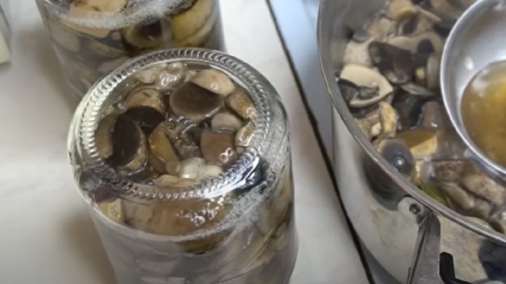 Nakládané houby s česnekem a koprem