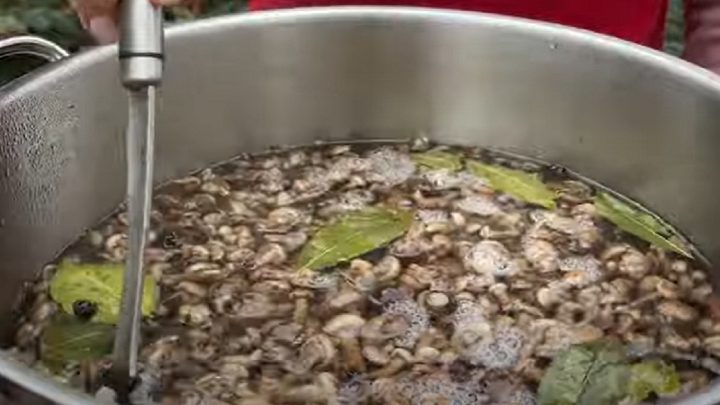 Houby v octovém nálevu s divokým kořením