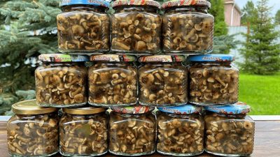 Houby v octovém nálevu s divokým kořením