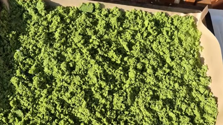 Sůl z medvědího česneku bez sušení v troubě