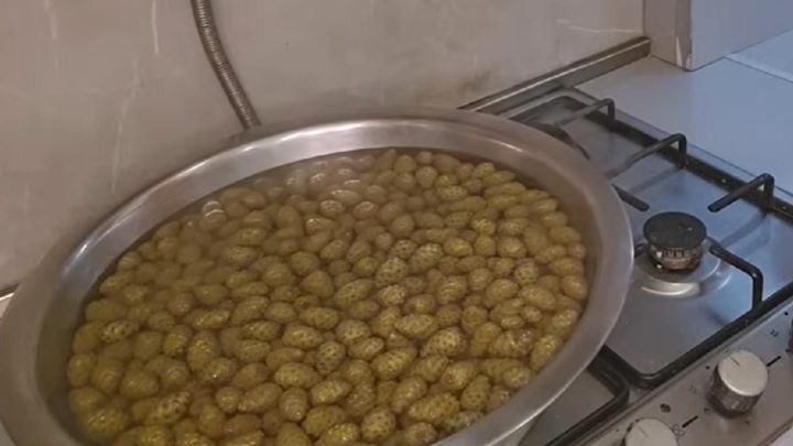 Jednoduchá marmeláda z mladých šišek