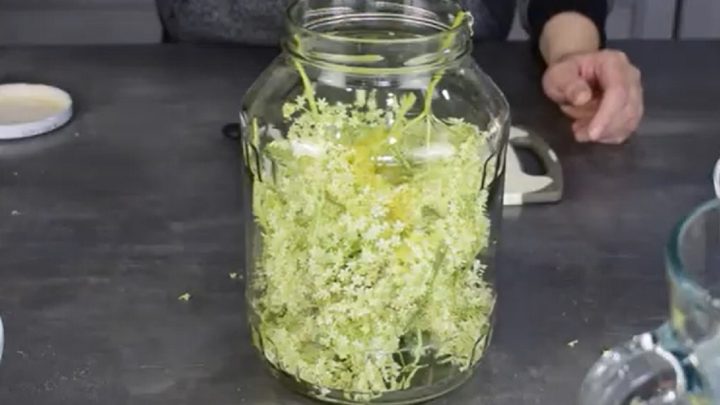 Domácí bezinkový likér s citronem
