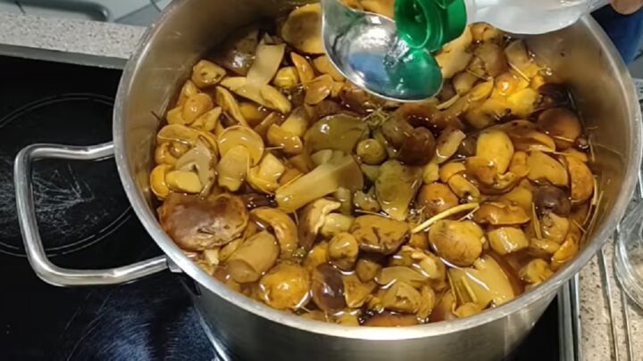 Nakládané houby na kyselo s koprem